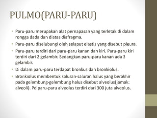 PULMO(PARU-PARU)
• Paru-paru merupakan alat pernapasan yang terletak di dalam
rongga dada dan diatas diafragma.
• Paru-paru diselubungi oleh selaput elastis yang disebut pleura.
• Paru-paru terdiri dari paru-paru kanan dan kiri. Paru-paru kiri
terdiri dari 2 gelambir. Sedangkan paru-paru kanan ada 3
gelambir.
• Di dalam paru-paru terdapat bronkus dan bronkiolus.
• Bronkiolus membentuk saluran-saluran halus yang berakhir
pada gelembung-gelembung halus disebut alveolus(jamak:
alveoli). Pd paru-paru alveolus terdiri dari 300 juta alveolus.
 