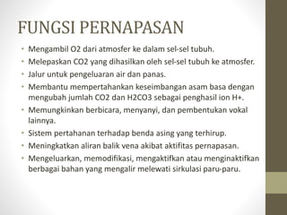 FUNGSI PERNAPASAN
• Mengambil O2 dari atmosfer ke dalam sel-sel tubuh.
• Melepaskan CO2 yang dihasilkan oleh sel-sel tubuh ke atmosfer.
• Jalur untuk pengeluaran air dan panas.
• Membantu mempertahankan keseimbangan asam basa dengan
mengubah jumlah CO2 dan H2CO3 sebagai penghasil ion H+.
• Memungkinkan berbicara, menyanyi, dan pembentukan vokal
lainnya.
• Sistem pertahanan terhadap benda asing yang terhirup.
• Meningkatkan aliran balik vena akibat aktifitas pernapasan.
• Mengeluarkan, memodifikasi, mengaktifkan atau menginaktifkan
berbagai bahan yang mengalir melewati sirkulasi paru-paru.
 