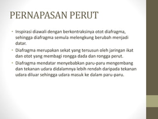 PERNAPASAN PERUT
• Inspirasi diawali dengan berkontraksinya otot diafragma,
sehingga diafragma semula melengkung berubah menjadi
datar.
• Diafragma merupakan sekat yang tersusun oleh jaringan ikat
dan otot yang membagi rongga dada dan rongga perut.
• Diafragma mendatar menyebabkan paru-paru mengembang
dan tekanan udara didalamnya lebih rendah daripada tekanan
udara diluar sehingga udara masuk ke dalam paru-paru.
 