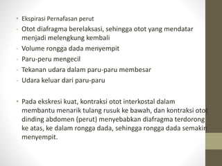 • Ekspirasi Pernafasan perut
- Otot diafragma berelaksasi, sehingga otot yang mendatar
menjadi melengkung kembali
- Volume rongga dada menyempit
- Paru-peru mengecil
- Tekanan udara dalam paru-paru membesar
- Udara keluar dari paru-paru
• Pada ekskresi kuat, kontraksi otot interkostal dalam
membantu menarik tulang rusuk ke bawah, dan kontraksi otot
dinding abdomen (perut) menyebabkan diafragma terdorong
ke atas, ke dalam rongga dada, sehingga rongga dada semakin
menyempit.
 