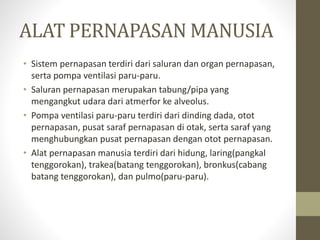ALAT PERNAPASAN MANUSIA
• Sistem pernapasan terdiri dari saluran dan organ pernapasan,
serta pompa ventilasi paru-paru.
• Saluran pernapasan merupakan tabung/pipa yang
mengangkut udara dari atmerfor ke alveolus.
• Pompa ventilasi paru-paru terdiri dari dinding dada, otot
pernapasan, pusat saraf pernapasan di otak, serta saraf yang
menghubungkan pusat pernapasan dengan otot pernapasan.
• Alat pernapasan manusia terdiri dari hidung, laring(pangkal
tenggorokan), trakea(batang tenggorokan), bronkus(cabang
batang tenggorokan), dan pulmo(paru-paru).
 