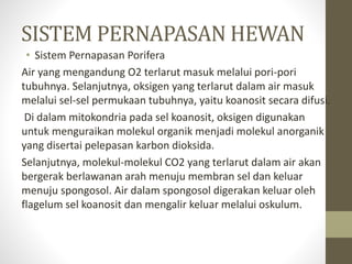 SISTEM PERNAPASAN HEWAN
• Sistem Pernapasan Porifera
Air yang mengandung O2 terlarut masuk melalui pori-pori
tubuhnya. Selanjutnya, oksigen yang terlarut dalam air masuk
melalui sel-sel permukaan tubuhnya, yaitu koanosit secara difusi.
Di dalam mitokondria pada sel koanosit, oksigen digunakan
untuk menguraikan molekul organik menjadi molekul anorganik
yang disertai pelepasan karbon dioksida.
Selanjutnya, molekul-molekul CO2 yang terlarut dalam air akan
bergerak berlawanan arah menuju membran sel dan keluar
menuju spongosol. Air dalam spongosol digerakan keluar oleh
flagelum sel koanosit dan mengalir keluar melalui oskulum.
 