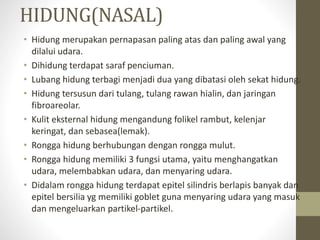 HIDUNG(NASAL)
• Hidung merupakan pernapasan paling atas dan paling awal yang
dilalui udara.
• Dihidung terdapat saraf penciuman.
• Lubang hidung terbagi menjadi dua yang dibatasi oleh sekat hidung.
• Hidung tersusun dari tulang, tulang rawan hialin, dan jaringan
fibroareolar.
• Kulit eksternal hidung mengandung folikel rambut, kelenjar
keringat, dan sebasea(lemak).
• Rongga hidung berhubungan dengan rongga mulut.
• Rongga hidung memiliki 3 fungsi utama, yaitu menghangatkan
udara, melembabkan udara, dan menyaring udara.
• Didalam rongga hidung terdapat epitel silindris berlapis banyak dan
epitel bersilia yg memiliki goblet guna menyaring udara yang masuk
dan mengeluarkan partikel-partikel.
 