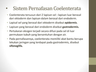 • Sistem Pernafasan Coelenterata
• Coelenterata tersusun dari 2 lapisan sel : lapisan luar berasal
dari ektoderm dan lapisan dalam berasal dari endoderm.
• Lapisal sel yang berasal dari ektoderm disebut epidermis.
• Lapisan yang berasal dari endoderm disebut gastrodermis.
• Pertukaran oksigen terjadi secara difusi pada sel di luar
permukaan tubuh yang bersentuhan dengan air.
• Pada pernafasannya, coelenterata memiliki akat bantu berupa
lekukan jaringan yang terdapat pada gastrodermis, disebut
sifonoglifa.
 