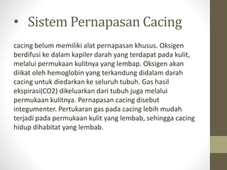 • Sistem Pernapasan Cacing
cacing belum memiliki alat pernapasan khusus. Oksigen
berdifusi ke dalam kapiler darah yang terdapat pada kulit,
melalui permukaan kulitnya yang lembap. Oksigen akan
diikat oleh hemoglobin yang terkandung didalam darah
cacing untuk diedarkan ke seluruh tubuh. Gas hasil
ekspirasi(CO2) dikeluarkan dari tubuh juga melalui
permukaan kulitnya. Pernapasan cacing disebut
integumenter. Pertukaran gas pada cacing lebih mudah
terjadi pada permukaan kulit yang lembab, sehingga cacing
hidup dihabitat yang lembab.
 