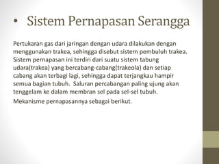• Sistem Pernapasan Serangga
Pertukaran gas dari jaringan dengan udara dilakukan dengan
menggunakan trakea, sehingga disebut sistem pembuluh trakea.
Sistem pernapasan ini terdiri dari suatu sistem tabung
udara(trakea) yang bercabang-cabang(trakeola) dan setiap
cabang akan terbagi lagi, sehingga dapat terjangkau hampir
semua bagian tubuh. Saluran percabangan paling ujung akan
tenggelam ke dalam membran sel pada sel-sel tubuh.
Mekanisme pernapasannya sebagai berikut.
 