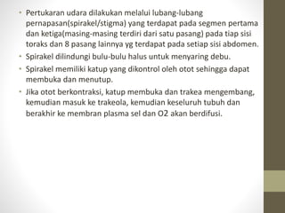 • Pertukaran udara dilakukan melalui lubang-lubang
pernapasan(spirakel/stigma) yang terdapat pada segmen pertama
dan ketiga(masing-masing terdiri dari satu pasang) pada tiap sisi
toraks dan 8 pasang lainnya yg terdapat pada setiap sisi abdomen.
• Spirakel dilindungi bulu-bulu halus untuk menyaring debu.
• Spirakel memiliki katup yang dikontrol oleh otot sehingga dapat
membuka dan menutup.
• Jika otot berkontraksi, katup membuka dan trakea mengembang,
kemudian masuk ke trakeola, kemudian keseluruh tubuh dan
berakhir ke membran plasma sel dan O2 akan berdifusi.
 