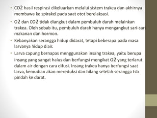 • CO2 hasil respirasi dikeluarkan melalui sistem trakea dan akhirnya
membawa ke spirakel pada saat otot berelaksasi.
• O2 dan CO2 tidak diangkut dalam pembuluh darah melainkan
trakea. Oleh sebab itu, pembuluh darah hanya mengangkut sari-sari
makanan dan hormon.
• Kebanyakan serangga hidup didarat, tetapi beberapa pada masa
larvanya hidup diair.
• Larva capung bernapas menggunakan insang trakea, yaitu berupa
insang yang sangat halus dan berfungsi mengikat O2 yang terlarut
dalam air dengan cara difusi. Insang trakea hanya berfungsi saat
larva, kemudian akan mereduksi dan hilang setelah serangga tsb
pindah ke darat.
 