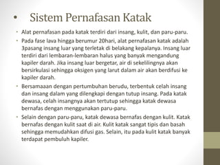 • Sistem Pernafasan Katak
• Alat pernafasan pada katak terdiri dari insang, kulit, dan paru-paru.
• Pada fase lava hingga berumur 20hari, alat pernafasan katak adalah
3pasang insang luar yang terletak di belakang kepalanya. Insang luar
terdiri dari lembaran-lembaran halus yang banyak mengandung
kapiler darah. Jika insang luar bergetar, air di sekelilingnya akan
bersirkulasi sehingga oksigen yang larut dalam air akan berdifusi ke
kapiler darah.
• Bersamaaan dengan pertumbuhan berudu, terbentuk celah insang
dan insang dalam yang dilengkapi dengan tutup insang. Pada katak
dewasa, celah insangnya akan tertutup sehingga katak dewasa
bernafas dengan menggunakan paru-paru.
• Selain dengan paru-paru, katak dewasa bernafas dengan kulit. Katak
bernafas dengan kulit saat di air. Kulit katak sangat tipis dan basah
sehingga memudahkan difusi gas. Selain, itu pada kulit katak banyak
terdapat pembuluh kapiler.
 
