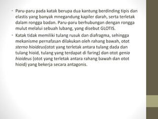 • Paru-paru pada katak berupa dua kantung berdinding tipis dan
elastis yang banyak mnegandung kapiler darah, serta terletak
dalam rongga badan. Paru-paru berhubungan dengan rongga
mulut melalui sebuah lubang, yang disebut GLOTIS.
• Katak tidak memiliki tulang rusuk dan diafragma, sehingga
mekanisme pernafasan dilakukan oleh rahang bawah, otot
sterno hioideus(otot yang terletak antara tulang dada dan
tulang hioid, tulang yang terdapat di faring) dan otot genio
hioideus (otot yang terletak antara rahang bawah dan otot
hioid) yang bekerja secara antagonis.
 