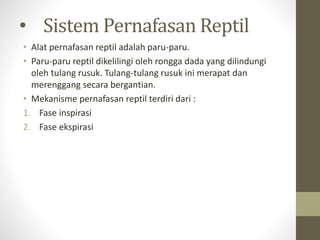 • Sistem Pernafasan Reptil
• Alat pernafasan reptil adalah paru-paru.
• Paru-paru reptil dikelilingi oleh rongga dada yang dilindungi
oleh tulang rusuk. Tulang-tulang rusuk ini merapat dan
merenggang secara bergantian.
• Mekanisme pernafasan reptil terdiri dari :
1. Fase inspirasi
2. Fase ekspirasi
 