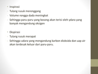 • Inspirasi
- Tulang rusuk merenggang
- Volume rongga dada meningkat
- Sehingga paru-paru yang kosong akan terisi oleh ydara yang
banyak mengandung oksigen
• Ekspirasi
- Tulang rusuk merapat
- Sehingga udara yang mengandung karbon dioksida dan uap air
akan terdesak keluar dari paru-paru.
 