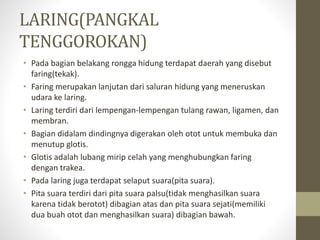 LARING(PANGKAL
TENGGOROKAN)
• Pada bagian belakang rongga hidung terdapat daerah yang disebut
faring(tekak).
• Faring merupakan lanjutan dari saluran hidung yang meneruskan
udara ke laring.
• Laring terdiri dari lempengan-lempengan tulang rawan, ligamen, dan
membran.
• Bagian didalam dindingnya digerakan oleh otot untuk membuka dan
menutup glotis.
• Glotis adalah lubang mirip celah yang menghubungkan faring
dengan trakea.
• Pada laring juga terdapat selaput suara(pita suara).
• Pita suara terdiri dari pita suara palsu(tidak menghasilkan suara
karena tidak berotot) dibagian atas dan pita suara sejati(memiliki
dua buah otot dan menghasilkan suara) dibagian bawah.
 