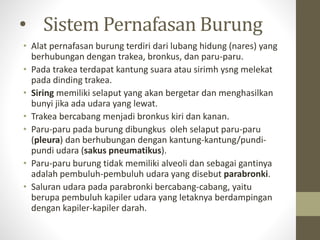• Sistem Pernafasan Burung
• Alat pernafasan burung terdiri dari lubang hidung (nares) yang
berhubungan dengan trakea, bronkus, dan paru-paru.
• Pada trakea terdapat kantung suara atau sirimh ysng melekat
pada dinding trakea.
• Siring memiliki selaput yang akan bergetar dan menghasilkan
bunyi jika ada udara yang lewat.
• Trakea bercabang menjadi bronkus kiri dan kanan.
• Paru-paru pada burung dibungkus oleh selaput paru-paru
(pleura) dan berhubungan dengan kantung-kantung/pundi-
pundi udara (sakus pneumatikus).
• Paru-paru burung tidak memiliki alveoli dan sebagai gantinya
adalah pembuluh-pembuluh udara yang disebut parabronki.
• Saluran udara pada parabronki bercabang-cabang, yaitu
berupa pembuluh kapiler udara yang letaknya berdampingan
dengan kapiler-kapiler darah.
 