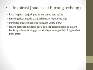 • Inspirasi (pada saat burung terbang)
• Fase inspirasi terjadi pada saat sayap terangkat
• Kantung udara pada pangkal lengan mengembang
• Sehingga udara masuk ke kantung udara perut
• Udara dialirkan ke paru-paru dan sebagian mesuk ke dalam
kantung udara, sehingga darah dapat mengambil oksigen dari
paru-paru.
 