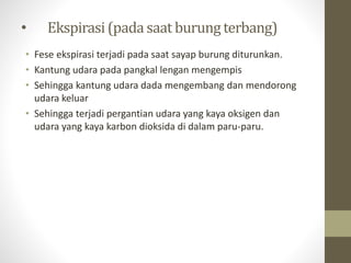 • Ekspirasi(padasaat burungterbang)
• Fese ekspirasi terjadi pada saat sayap burung diturunkan.
• Kantung udara pada pangkal lengan mengempis
• Sehingga kantung udara dada mengembang dan mendorong
udara keluar
• Sehingga terjadi pergantian udara yang kaya oksigen dan
udara yang kaya karbon dioksida di dalam paru-paru.
 