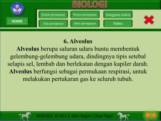 6. Alveolus
Alveolus berupa saluran udara buntu membentuk
gelembung-gelembung udara, dindingnya tipis setebal
selapis sel, lembab dan berlekatan dengan kapiler darah.
Alveolus berfungsi sebagai permukaan respirasi, untuk
melakukan pertukaran gas ke seluruh tubuh.
Sistem pernapasan
Alat pernapasan
Proses pernapasan
Jenis pernapasan
Gangguan sistem
Video
BIOLOGI, XI MIA 3, SMA Negeri 2 Kota Tegal
HOME
 