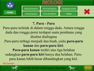 7. Paru - Paru
Paru-paru terletak di dalam rongga dada. Antara rongga
dada dan rongga perut terdapat suatu pembatas yang
disebut diafragma
Paru-paru terbagi menjadi dua buah, yaitu paru-paru
kanan dan paru-paru kiri.
Paru-paru kanan terdiri atas tiga belahan
sedangkan paru-paru kiri hanya dua belahan. Paru-
paru kanan lebih besar dibandingkan yang kiri.
Sistem pernapasan
Alat pernapasan
Proses pernapasan
Jenis pernapasan
Gangguan sistem
Video
BIOLOGI, XI MIA 3, SMA Negeri 2 Kota Tegal
Klik Gambar
HOME
 