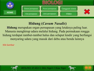Hidung (Cavum Nasalis)
Hidung merupakan organ pernapasan yang letaknya paling luar.
Manusia menghirup udara melalui hidung. Pada permukaan rongga
hidung terdapat rambut-rambut halus dan selaput lendir yang berfungsi
menyaring udara yang masuk dari debu atau benda lainnya
Sistem pernapasan
Alat pernapasan
Proses pernapasan
Jenis pernapasan
Gangguan sistem
Video
BIOLOGI, XI MIA 3, SMA Negeri 2 Kota Tegal
Klik Gambar
HOME
 