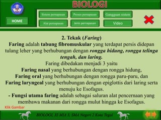 2. Tekak (Faring)
Faring adalah tabung fibromuskular yang terdapat persis didepan
tulang leher yang berhubungan dengan rongga hidung, rongga telinga
tengah, dan laring.
Faring dibedakan menjadi 3 yaitu
Faring nasal yang berhubungan dengan rongga hidung,
Faring oral yang berhubungan dengan rongga paru-paru, dan
Faring laryngeal yang berhubungan dengan epiglottis dari laring serta
menuju ke Esofagus.
- Fungsi utama faring adalah sebagai saluran alat pencernaan yang
membawa makanan dari rongga mulut hingga ke Esofagus.
Sistem pernapasan
Alat pernapasan
Proses pernapasan
Jenis pernapasan
Gangguan sistem
Video
BIOLOGI, XI MIA 3, SMA Negeri 2 Kota Tegal
Klik Gambar
HOME
 
