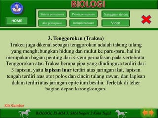 3. Tenggorokan (Trakea)
Trakea juga dikenal sebagai tenggorokan adalah tabung tulang
yang menghubungkan hidung dan mulut ke paru-paru, hal ini
merupakan bagian penting dari sistem pernafasan pada vertebrata.
Tenggorokan atau Trakea berupa pipa yang dindingnya terdiri dari
3 lapisan, yaitu lapisan luar terdiri atas jaringan ikat, lapisan
tengah terdiri atas otot polos dan cincin tulang rawan, dan lapisan
dalam terdiri atas jaringan epitelium besilia. Terletak di leher
bagian depan kerongkongan.
Sistem pernapasan
Alat pernapasan
Proses pernapasan
Jenis pernapasan
Gangguan sistem
Video
BIOLOGI, XI MIA 3, SMA Negeri 2 Kota Tegal
Klik Gambar
HOME
 