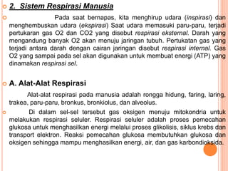  2. Sistem Respirasi Manusia
 Pada saat bernapas, kita menghirup udara (inspirasi) dan
menghembuskan udara (ekspirasi) Saat udara memasuki paru-paru, terjadi
pertukaran gas O2 dan CO2 yang disebut respirasi eksternal. Darah yang
mengandung banyak O2 akan menuju jaringan tubuh. Pertukatan gas yang
terjadi antara darah dengan cairan jaringan disebut respirasi internal. Gas
O2 yang sampai pada sel akan digunakan untuk membuat energi (ATP) yang
dinamakan respirasi sel.
 A. Alat-Alat Respirasi
Alat-alat respirasi pada manusia adalah rongga hidung, faring, laring,
trakea, paru-paru, bronkus, bronkiolus, dan alveolus.
 Di dalam sel-sel tersebut gas oksigen menuju mitokondria untuk
melakukan respirasi seluler. Respirasi seluler adalah proses pemecahan
glukosa untuk menghasilkan energi melalui proses glikolisis, siklus krebs dan
transport elektron. Reaksi pemecahan glukosa membutuhkan glukosa dan
oksigen sehingga mampu menghasilkan energi, air, dan gas karbondioksida.
 
