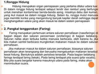 1.Rongga Hidung
 Hidung merupakan organ pernapasan yang pertama dilalui udara luar.
Di dalam rongga hidung terdapat selaput lendir dan rambut yang berfungsi
untuk menahan kontaminasi benda-benda asing, misalnya debu dan kuman,
yang ikut masuk ke dalam rongga hidung. Selain itu, rongga mulut manusia
juga memiliki konka yang mengandung banyak kapiler darah sehingga dapat
menghangatkan udara yang akan masuk ke dalam sistem pernapasan
 .
 2. Pangkal tenggorokan (Faring)
 Faring merupakan pertemuan antara saluran pernafasan (nasofarings) di
bagian depan dan saluran pencernaan (orofarings) di bagian belakang.
Saluran nafas akan terbuka ketika manusia berbicara, oleh karena itu jika
kita makan sambil berbicara mungkinkan makanan masuk ke dalam saluran
pernafasan.
 Jika makanan masuk ke dalam saluran pernafasan, biasanya saluran
pernafasan akan terangsang dan berusaha mengeluarkan makanan tersebut
lewat hidung. Bentuknya adalah peristiwa tersedak. Pada bagian belakang
farings terdapat laring (tekak). Pada laring terdapat pita suara (pita vocalis).
Bila pita suara bergetar karena masuknya udara pada faring, maka akan
menimbulkan suara.
 