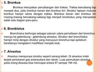  5. Bronkus
 Bronkus merupakan percabangan dari trakea. Trakea bercabang lagi
menjadi dua, yaitu bronkus kanan dan bronkus kiri. Struktur lapisan mukosa
bronkus hampir sama dengan trakea. Bronkus kanan dan bronkus kiri
masing-masing bercabang-cabang lagi menjadi bronkiolus yang merupakan
salah satu bagian paru-paru.
 6. Bronkiolus
 Bronchiolus berfungsi sebagai saluran udara pernafasan dari bronchus
menuju ke gelembung - gelembung alveolus. Struktur dari bronchiolus
hampir mirip dengan struktur yang menyusun bronchus tapi epitelium
bersilianya mengalami modifikasi menjadi sisik.
 7. Alveolus
 Alveolus mempunyai struktur seperti sarang lebah. Di alveolus inilah
terjadi pertukaran gas antaraudara dan darah. Luas permukaan alveolus
pada orang dewasa bisa mencapai antara 97 sampai 194 m2.
 