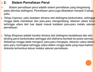  2. Sistem Pernafasan Perut
 Sistem pernafasan perut adalah sistem pernafasan yang bergantung
pada aktivitas diafragma. Pernafasan perut juga dibedakan menjadi 2 tahap,
yaitu:
 Tahap Inspirasi, yaitu keadaan dimana otot diafragma berkontraksi, sehingga
rongga dada membesar dan paru-paru mengembang, tekanan udara turun
sehingga udara dari luar dapat masuk kedalam paru-paru melalu saluran
pernafasan.
 Tahap Ekspirasi adalah kondisi dimana otot diafragma berelaksasi dan otot
dinding perut berkontraksi sehingga otot diaframa kembali ke posisi semula.
Akibatnya rongga dada mengecil, paru-paru mengepis, tekanan udara dalam
paru-paru meningkat sehingga udara dalam rongga dada yang kaya karbon
dioksida terhembus keluar melalui saluran pernafasan.
 