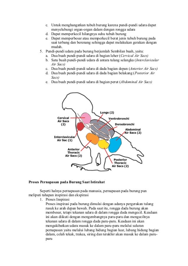 Gambar Alat Pernapasan Pada Burung