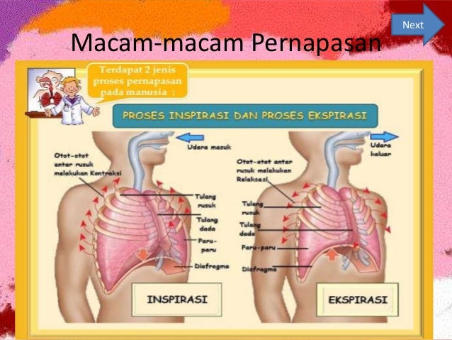 Jelaskan Proses Pernafasan Perut / Mekanisme Pernapasan ...