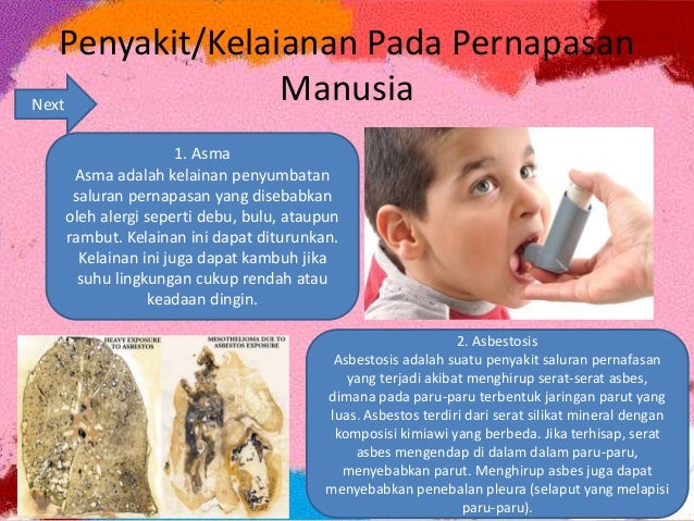 Sistem Pernapasan Manusia