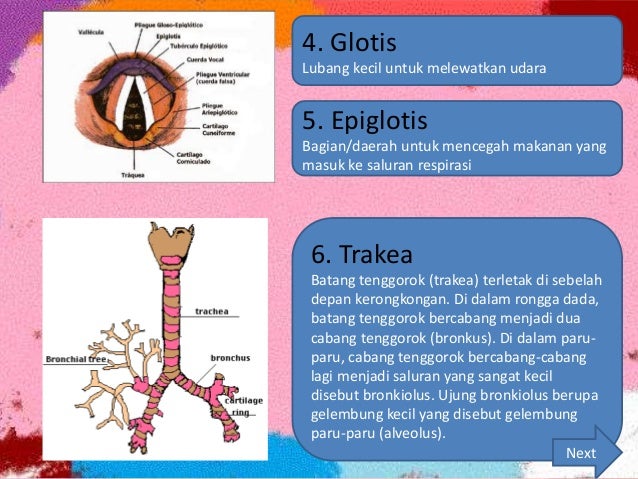 Sistem Pernapasan Manusia