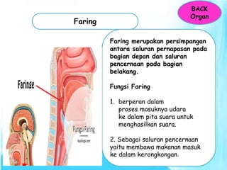 Faring Sehat SISTEM PERNAPASAN MANUSIA DAN FUNGSINYA.pptx