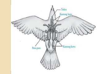 Sistem pernapasan pada aves