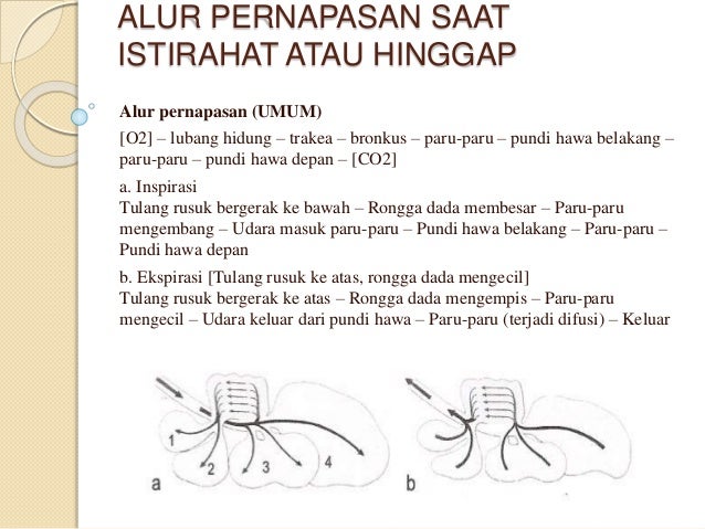 Sistem Pernapasan Pada Aves