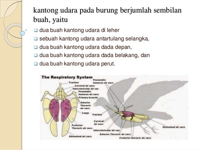 Sistem pernapasan pada aves Sistem pernapasan pada aves