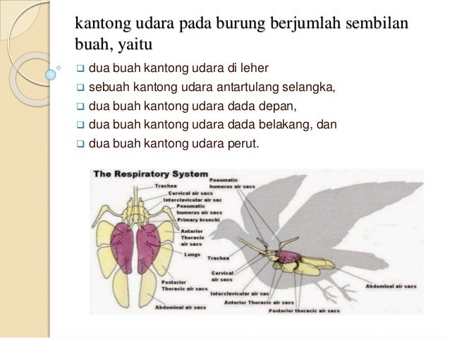 Sistem pernapasan  pada aves