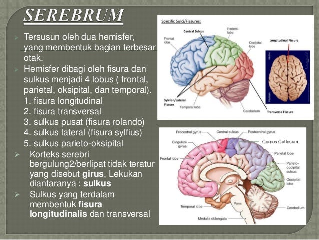 Ilustrasi Anatomi Tubuh dan Sistem Persyarafan Manusia
