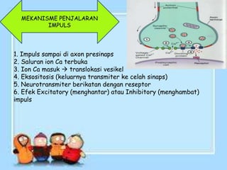 MEKANISME PENJALARAN
IMPULS
1. Impuls sampai di axon presinaps
2. Saluran ion Ca terbuka
3. Ion Ca masuk  translokasi vesikel
4. Eksositosis (keluarnya transmiter ke celah sinaps)
5. Neurotransmiter berikatan dengan reseptor
6. Efek Excitatory (menghantar) atau Inhibitory (menghambat)
impuls
 