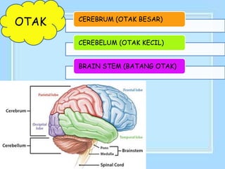 OTAK CEREBRUM (OTAK BESAR)
CEREBELUM (OTAK KECIL)
BRAIN STEM (BATANG OTAK)
 