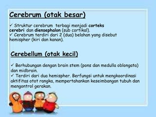 Cerebrum (otak besar)
 Struktur cerebrum terbagi menjadi corteks
cerebri dan diensephalon (sub cortikal).
 Cerebrum terdiri dari 2 (dua) belahan yang disebut
hemispher (kiri dan kanan).
Cerebellum (otak kecil)
 Berhubungan dengan brain stem (pons dan medulla oblongata)
dan midbrain.
 Terdiri dari dua hemispher. Berfungsi untuk mengkoordinasi
aktifitas otot rangka, mempertahankan keseimbangan tubuh dan
mengontrol gerakan.
 