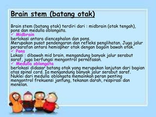 Brain stem (batang otak)
Brain stem (batang otak) terdiri dari : midbrain (otak tengah),
pons dan medulla oblongata.
 Midbrain
berlokasi antara diencephalon dan pons.
Merupakan pusat pendengaran dan refleks penglihatan. Juga jalur
persarafan antara hemispher otak dengan bagain bawah otak.
 Pons
Lokasi : dibawah mid brain, mengandung banyak jalur serabut
saraf, juga berfungsi mengontrol pernafasan.
 Medulla oblongata
berlokasi didasar batang otak yang merupakan lanjutan dari bagian
atas spinal cord. Ia mengandung banyak jalur serabut saraf.
Nuklei dari medulla oblongata memainkan peran penting
mengontrol frekuensi jantung, tekanan darah, respirasi dan
menelan.
 