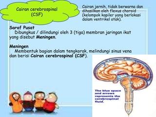 Cairan cerebrospinal
(CSF)
Saraf Pusat
Dibungkus / dilindungi oleh 3 (tiga) membran jaringan ikat
yang disebut Meningen.
Meningen
Membentuk bagian dalam tengkorak, melindungi sinus vena
dan berisi Cairan cerebrospinal (CSF).
Cairan jernih, tidak berwarna dan
dihasilkan oleh flexus choroid
(kelompok kapiler yang berlokasi
dalam ventrikel otak).
 