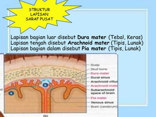 Lapisan bagian luar disebut Dura mater (Tebal, Keras)
Lapisan tengah disebut Arachnoid mater (Tipis, Lunak)
Lapisan bagian dalam disebut Pia mater (Tipis, Lunak)
STRUKTUR
LAPISAN
SARAF PUSAT
 