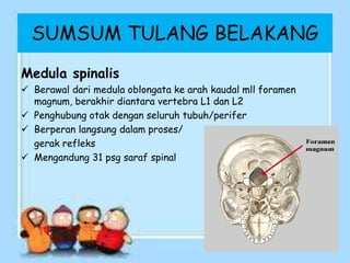 SUMSUM TULANG BELAKANG
Medula spinalis
 Berawal dari medula oblongata ke arah kaudal mll foramen
magnum, berakhir diantara vertebra L1 dan L2
 Penghubung otak dengan seluruh tubuh/perifer
 Berperan langsung dalam proses/
gerak refleks
 Mengandung 31 psg saraf spinal
 