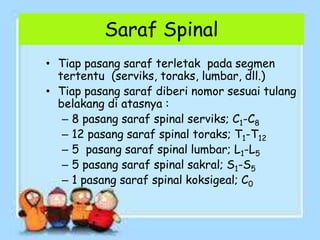 Saraf Spinal
• Tiap pasang saraf terletak pada segmen
tertentu (serviks, toraks, lumbar, dll.)
• Tiap pasang saraf diberi nomor sesuai tulang
belakang di atasnya :
– 8 pasang saraf spinal serviks; C1-C8
– 12 pasang saraf spinal toraks; T1-T12
– 5 pasang saraf spinal lumbar; L1-L5
– 5 pasang saraf spinal sakral; S1-S5
– 1 pasang saraf spinal koksigeal; C0
 
