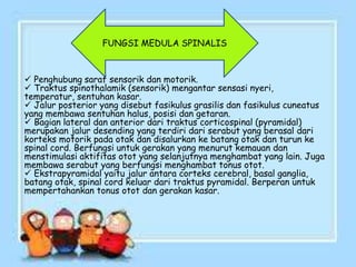  Penghubung saraf sensorik dan motorik.
 Traktus spinothalamik (sensorik) mengantar sensasi nyeri,
temperatur, sentuhan kasar.
 Jalur posterior yang disebut fasikulus grasilis dan fasikulus cuneatus
yang membawa sentuhan halus, posisi dan getaran.
 Bagian lateral dan anterior dari traktus corticospinal (pyramidal)
merupakan jalur desending yang terdiri dari serabut yang berasal dari
korteks motorik pada otak dan disalurkan ke batang otak dan turun ke
spinal cord. Berfungsi untuk gerakan yang menurut kemauan dan
menstimulasi aktifitas otot yang selanjutnya menghambat yang lain. Juga
membawa serabut yang berfungsi menghambat tonus otot.
 Ekstrapyramidal yaitu jalur antara corteks cerebral, basal ganglia,
batang otak, spinal cord keluar dari traktus pyramidal. Berperan untuk
mempertahankan tonus otot dan gerakan kasar.
FUNGSI MEDULA SPINALIS
 