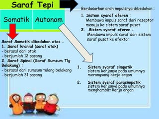 Saraf Tepi
Somatik Autonom
Berdasarkan arah impulsnya dibedakan :
1. Sistem syaraf aferen :
Membawa impuls saraf dari reseptor
menuju ke sistem saraf pusat
2. Sistem syaraf eferen :
Membawa impuls saraf dari sistem
saraf pusat ke efektor
Saraf Somatik dibedakan atas :
1. Saraf kranial (saraf otak)
- berasal dari otak
- berjumlah 12 pasang
2. Saraf Spinal (Saraf Sumsum Tlg
Belakang) :
- berasal dari sumsum tulang belakang
- berjumlah 31 pasang
1. Sistem syaraf simpatik
sistem kerjanya pada umumnya
merangsang kerja organ
2. Sistem sysraf parasimpatik
sistem kerjanya pada umumnya
menghambat kerja organ
 
