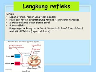 Lengkung refleks
Refleks
• Cepat, otonom, respon yang tidak disadari
• Hasil dari reflex arcs/lengkung refleks – jalur saraf terpende
• Mekanisme kerja dasar sistem saraf
• Busur refleks :
Rangsangan  Reseptor  Saraf Sensoris  Saraf Pusat Saraf
Motorik Efektor (organ pelaksana)
 